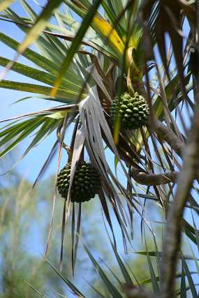 DSC_5076 Christine & Ronni Selpien - HAMBURG