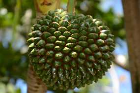 Frucht der Schraubenpalme Christine & Ronni Selpien - HAMBURG
