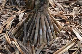 Schraubenpalme Christine & Ronni Selpien - HAMBURG