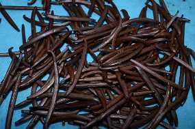 Vanille von Blue Escale - http://escale-bleue.fr/ Christine & Ronni Selpien - HAMBURG