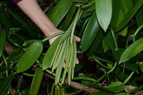 Vanille Christine & Ronni Selpien - HAMBURG