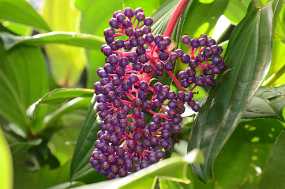 DSC_6793 Christine & Ronni Selpien - HAMBURG