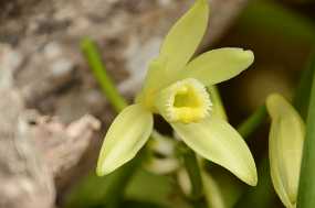 Blüte der Vanille Christine & Ronni Selpien - HAMBURG