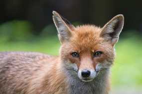 NZ9_1167-1 selpien.de