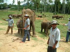 Elefantenwaisenhaus in Pinnawela
