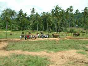 SriLanka_29