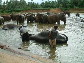 SriLanka_59