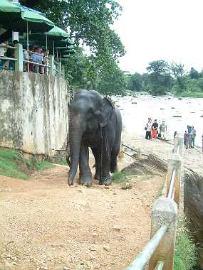 SriLanka_82