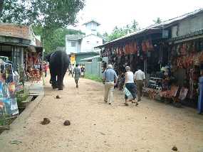 SriLanka_84