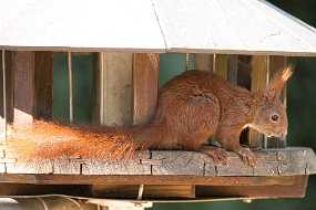 NI1_7692 Hier könnte jetzt ein wenig Text zu diesem Bild stehen... Er könnte auch formatiert sein...