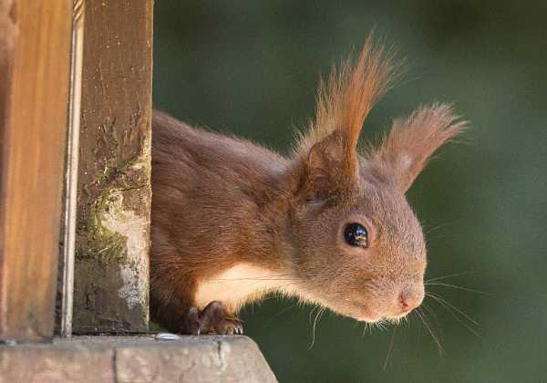 2021 - Eichhörnchen