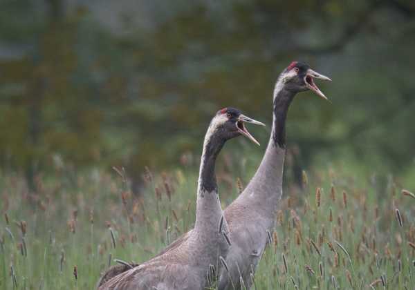 2021 - Tiere im Wald